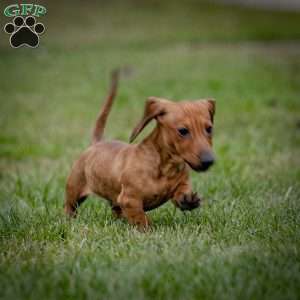 Tiny T, Dachshund Puppy